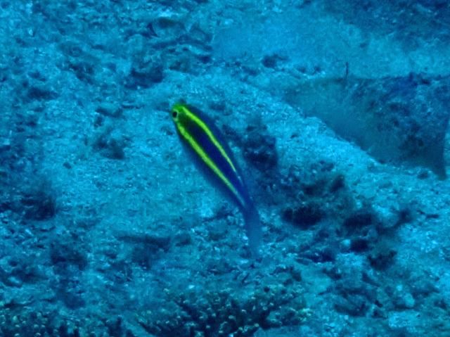 Click to View Double Whiptail<br><span style='font-size:12px'><i>Dave & Rose</i></span>