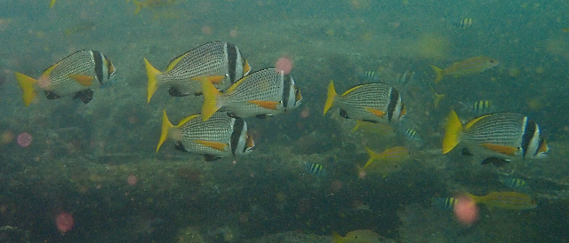 Click to View Doublebar Bream<br><span style='font-size:12px'><i>Dave & Rose</i></span>