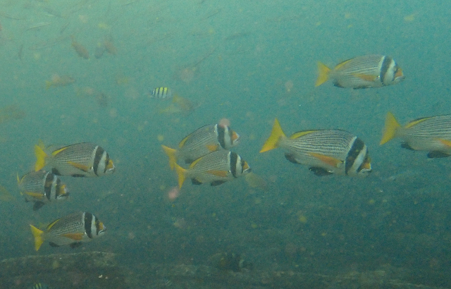 Click to View Doublebar Bream<br><span style='font-size:12px'><i>Dave & Rose</i></span>