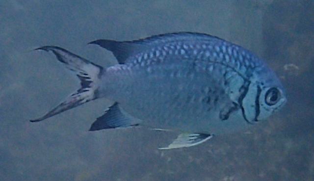 Click to View Doublebar Chromis<br><span style='font-size:12px'><i>Dave & Rose</i></span>