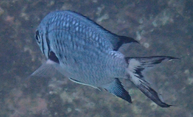 Click to View Doublebar Chromis<br><span style='font-size:12px'><i>Dave & Rose</i></span>