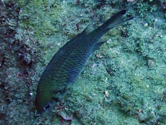 Click to View Doublebar Chromis<br><span style='font-size:12px'><i>Dave & Rose</i></span>