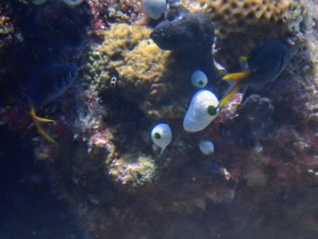 Doublebar Chromis<br><span style='font-size:12px'><i>Dave & Rose</i></span>