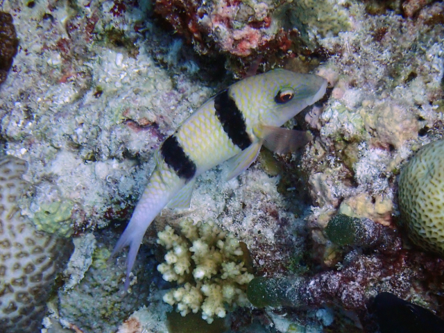 Doublebar Goatfish<br><span style='font-size:12px'><i>Dave & Rose</i></span>