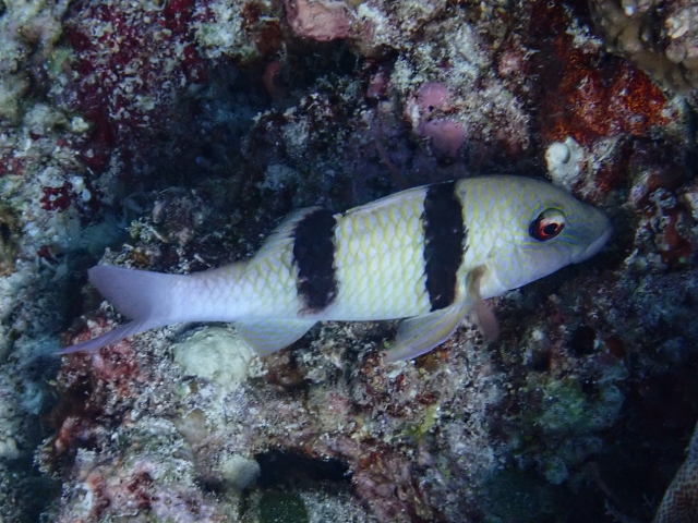 Doublebar Goatfish<br><span style='font-size:12px'><i>Dave & Rose</i>&nbsp&nbspMaldives&nbsp&nbsp14th Jan 2026</span>