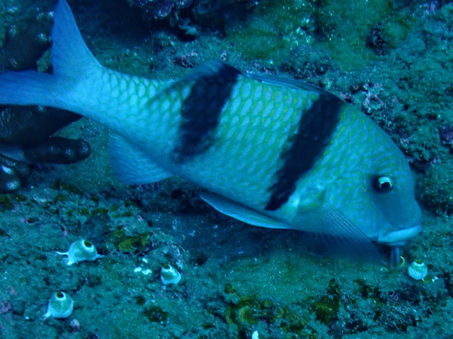 Click to View Doublebar Goatfish<br><span style='font-size:12px'><i>Dave & Rose</i></span>