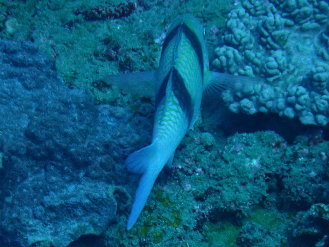 Click to View Doublebar Goatfish<br><span style='font-size:12px'><i>Dave & Rose</i></span>