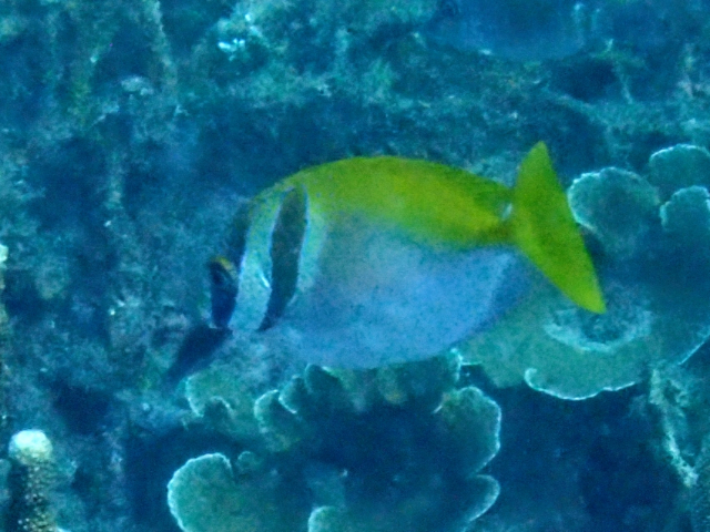 Doublebar Rabbitfish<br><span style='font-size:12px'><i>Dave & Rose</i></span>