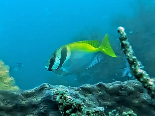 Doublebar Rabbitfish<br><span style='font-size:12px'><i>Dave & Rose</i>&nbsp&nbspPhilippines&nbsp&nbsp26th Apr 2026</span>