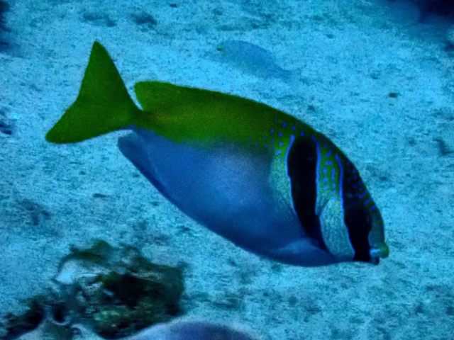 Doublebar Rabbitfish Doublebar Rabbitfish<br><span style='font-size:12px'><i>Dave & Rose</i>  Philippines  4th May 2026</span>