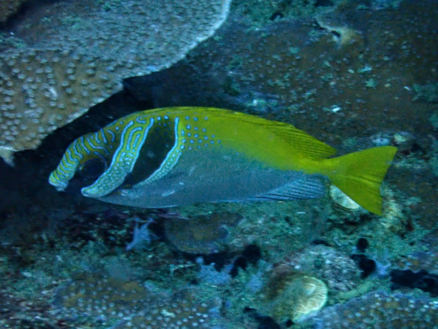Click to View Doublebar Rabbitfish<br><span style='font-size:12px'><i>Dave & Rose</i></span>