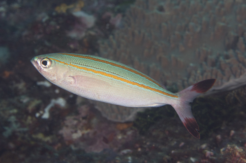 Doubleline Fusilier Doubleline Fusilier<br><span style='font-size:12px'><i>iNaturalist</i>    </span>