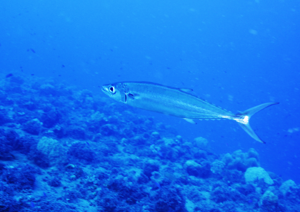 Click to View Double-lined Mackerel<br><span style='font-size:12px'><i>iNaturalist</i></span>