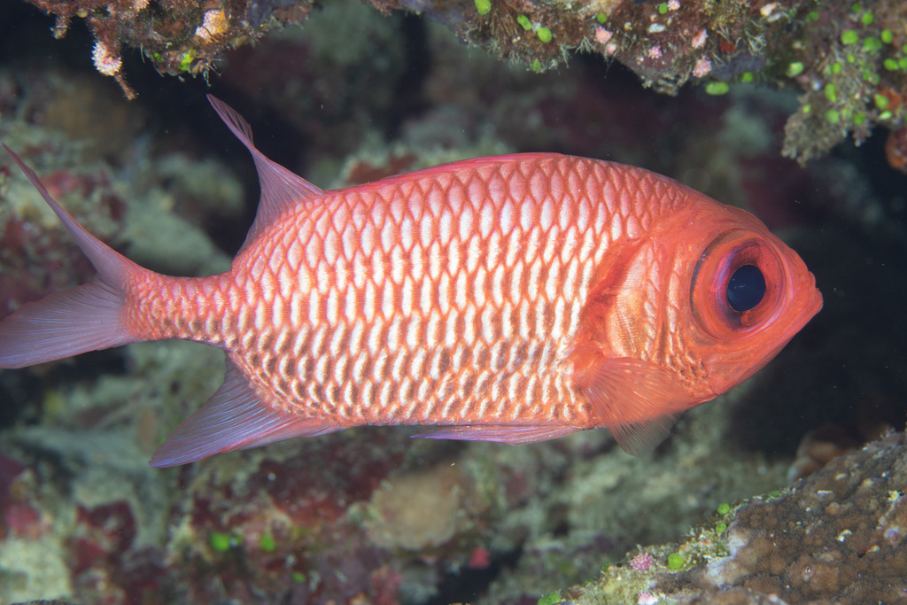 Double-tooth Soldierfish Double-tooth Soldierfish<br><span style='font-size:12px'><i>iNaturalist</i>    </span>