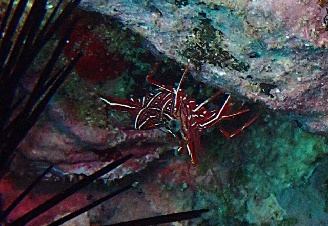 Click to View Durban Dancing Shrimp<br><span style='font-size:12px'><i>Dave & Rose</i></span>