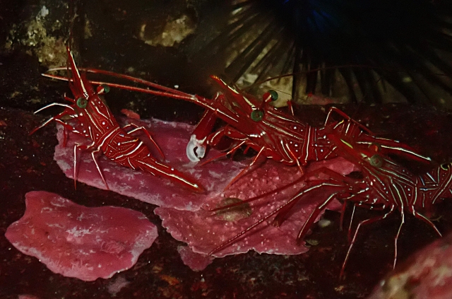 Click to View Durban Dancing Shrimp<br><span style='font-size:12px'><i>Dave & Rose</i></span>