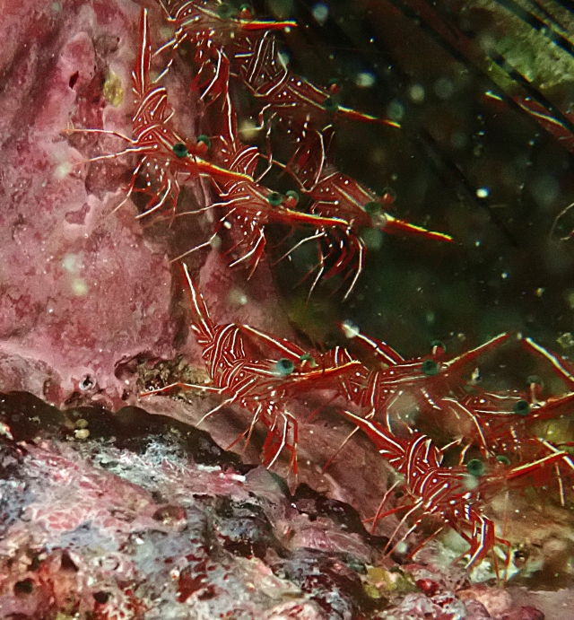 Click to View Durban Dancing Shrimp<br><span style='font-size:12px'><i>Dave & Rose</i></span>