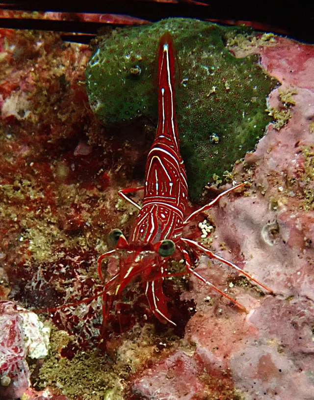 Click to View Durban Dancing Shrimp<br><span style='font-size:12px'><i>Dave & Rose</i></span>