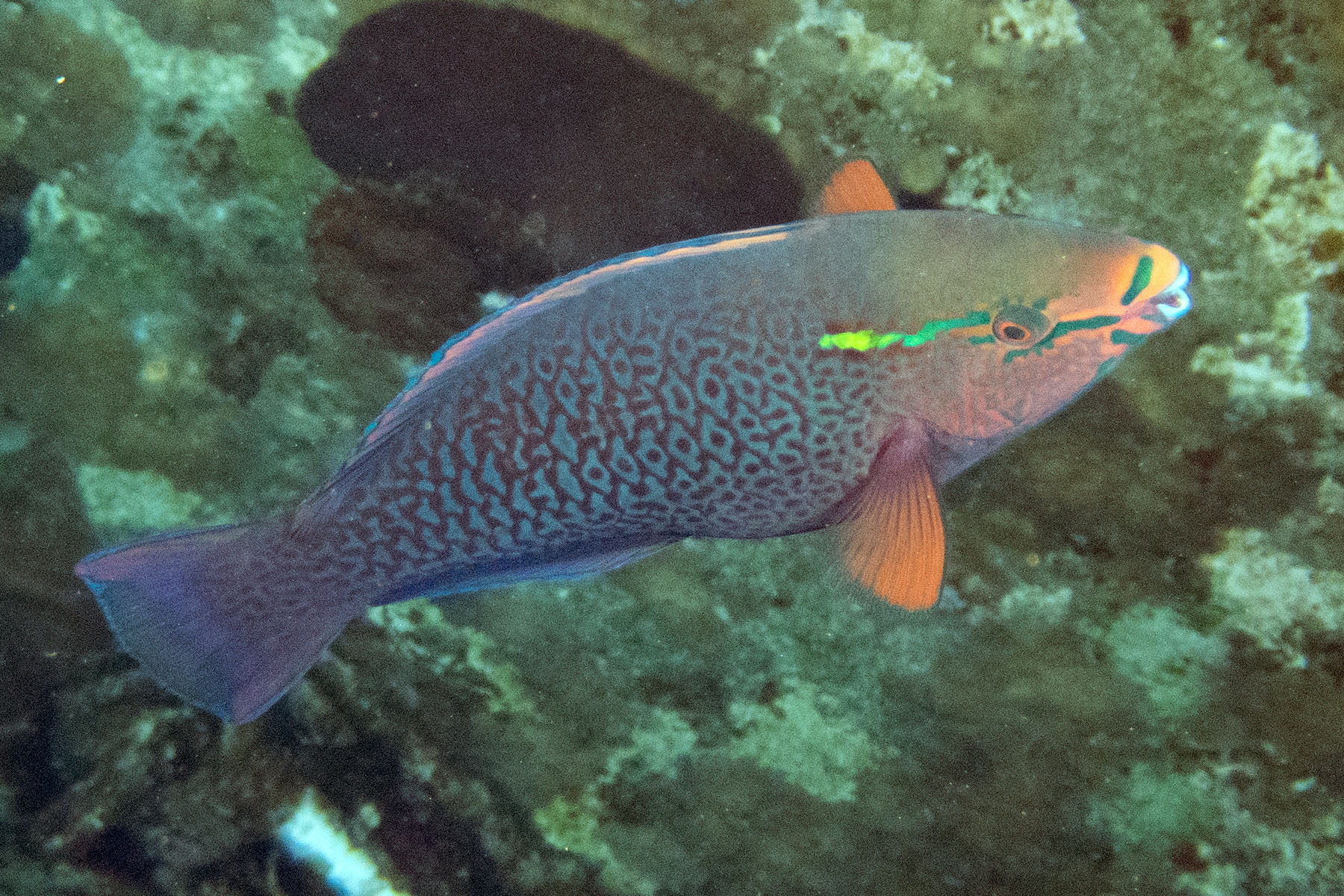 Click to View Dusky Parrotfish<br><span style='font-size:12px'><i>Fishbase</i></span>