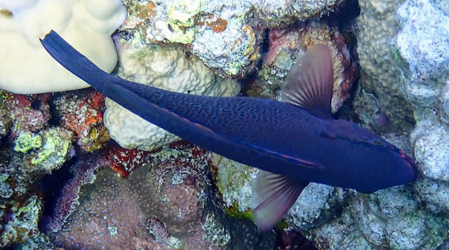 Click to View Dusky Parrotfish<br><span style='font-size:12px'><i>Dave & Rose</i></span>