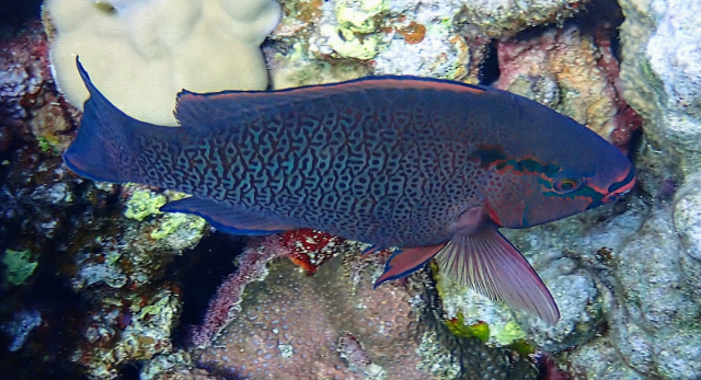 Click to View Dusky Parrotfish<br><span style='font-size:12px'><i>Dave & Rose</i></span>