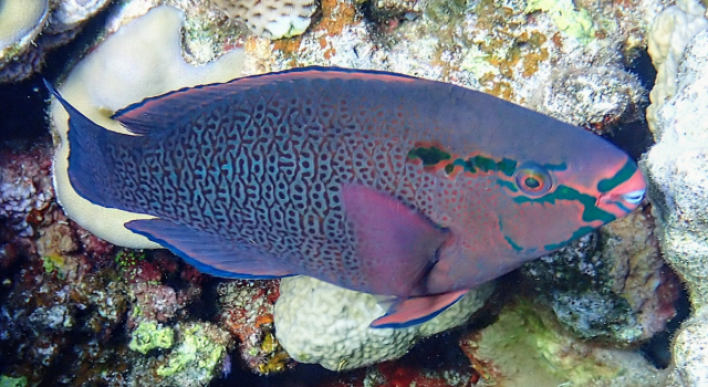 Click to View Dusky Parrotfish<br><span style='font-size:12px'><i>Dave & Rose</i></span>