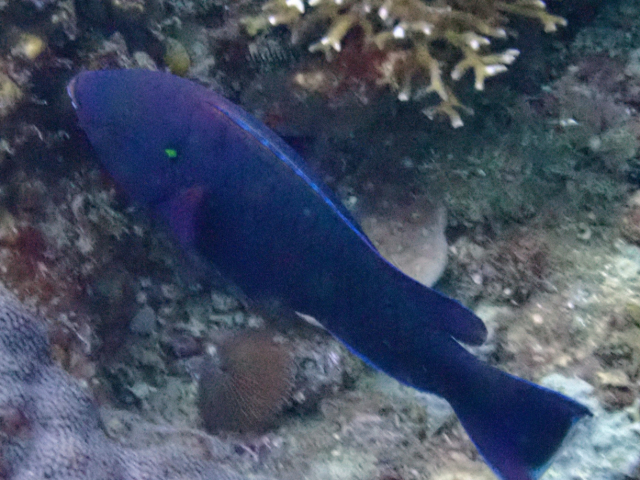 Click to View Dusky Parrotfish<br><span style='font-size:12px'><i>Dave & Rose</i></span>