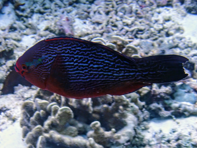 Click to View Dusky Parrotfish<br><span style='font-size:12px'><i>Dave & Rose</i></span>