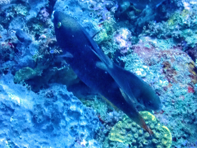 Click to View Dusky Parrotfish<br><span style='font-size:12px'><i>Dave & Rose</i></span>