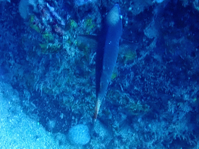 Click to View Dusky Parrotfish<br><span style='font-size:12px'><i>Dave & Rose</i></span>