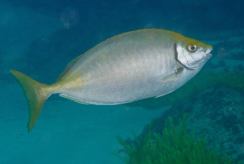 Click to View Dusky Rabbitfish<br><span style='font-size:12px'><i>iNaturalist</i></span>