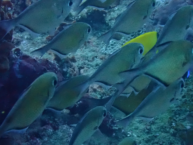 Click to View Dusky Sweeper<br><span style='font-size:12px'><i>Dave & Rose</i></span>