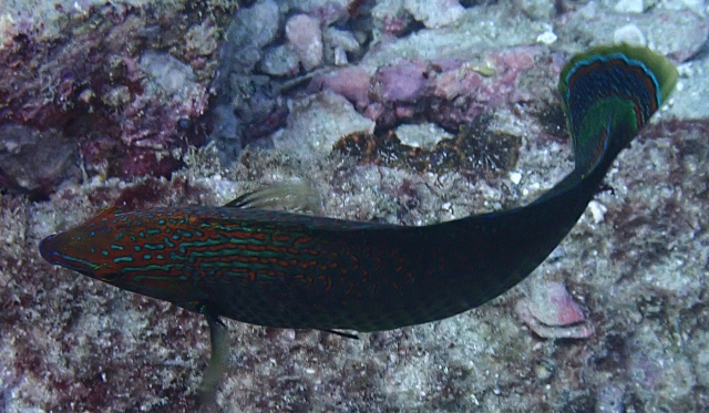 Click to View Dusky Wrasse<br><span style='font-size:12px'><i>Dave & Rose</i></span>