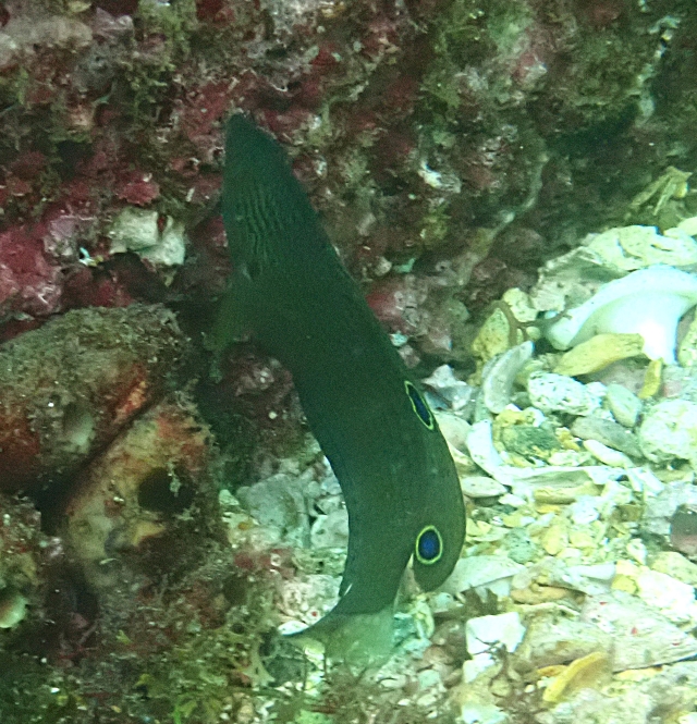 Click to View Dusky Wrasse Juv<br><span style='font-size:12px'><i>Dave & Rose</i></span>