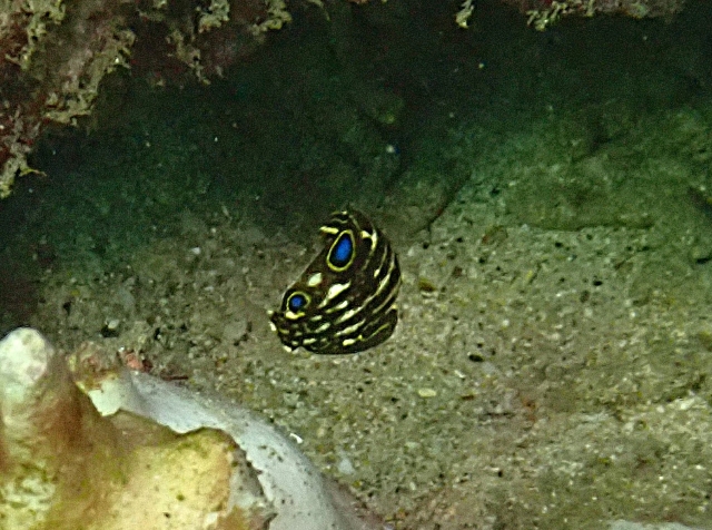 Click to View Dusky Wrasse Juv<br><span style='font-size:12px'><i>Dave & Rose</i></span>