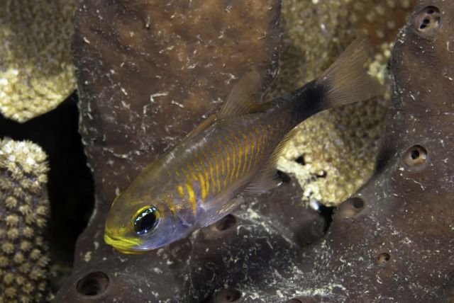 Duskytail Cardinalfish Duskytail Cardinalfish<br><span style='font-size:12px'><i>iNaturalist</i>    </span>