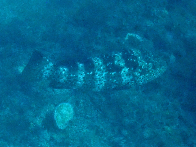 Duskytail Grouper<br><span style='font-size:12px'><i>Dave & Rose</i></span>