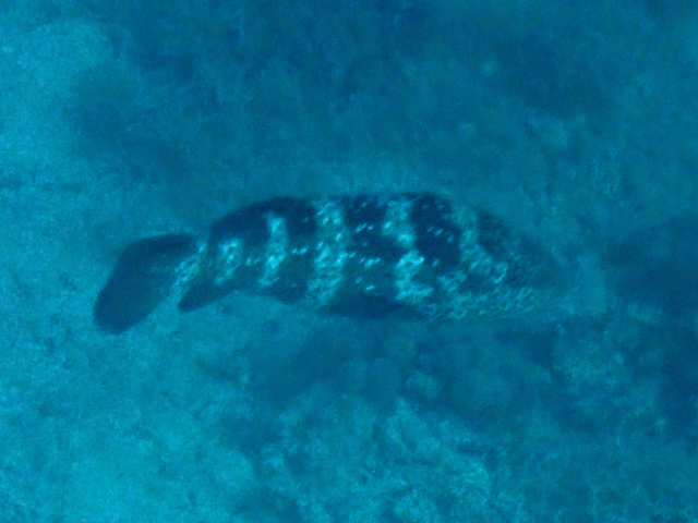 Duskytail Grouper<br><span style='font-size:12px'><i>Dave & Rose</i></span>