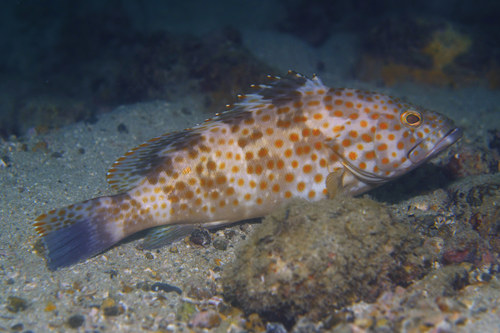 Duskytail Grouper<br><span style='font-size:12px'><i>iNaturalist</i>&nbsp&nbsp&nbsp&nbsp</span>
