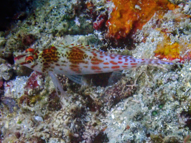 Dwarf Hawkfish Dwarf Hawkfish<br><span style='font-size:12px'><i>Dave & Rose</i>  Philippines  3rd May 2026</span>