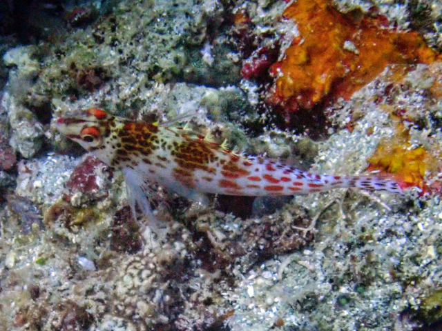 Click to View Dwarf Hawkfish<br><span style='font-size:12px'><i>Dave & Rose</i></span>