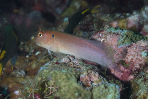 Click to View Eared Blenny<br><span style='font-size:12px'><i>iNaturalist</i></span>