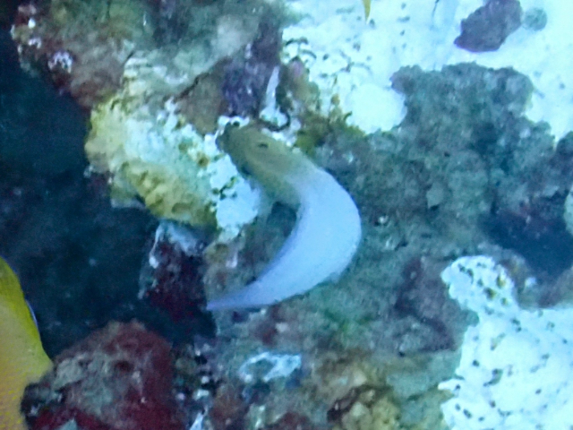 Click to View Eared Blenny<br><span style='font-size:12px'><i>Dave & Rose</i></span>