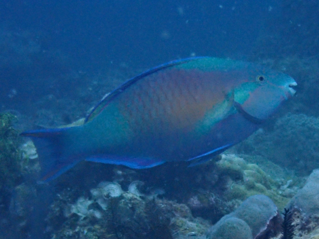 Click to View East-Indies Parrotfish<br><span style='font-size:12px'><i>Dave & Rose</i></span>