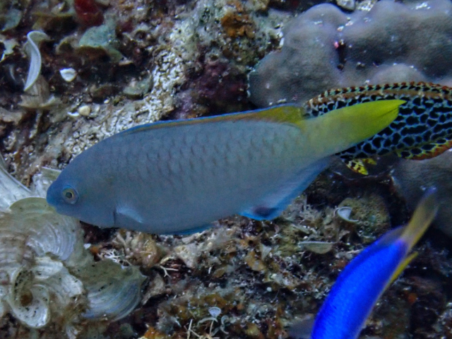 Click to View Pacific Longnose Parrotfish<br><span style='font-size:12px'><i>Dave & Rose</i></span>