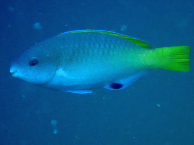 Click to View East-Indies Parrotfish ♀<br><span style='font-size:12px'><i>Dave & Rose</i></span>