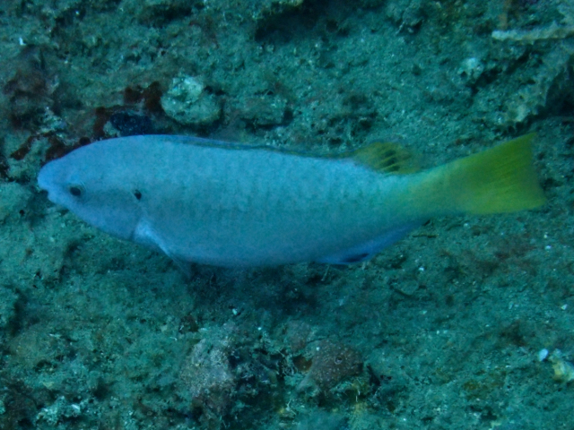 Click to View East-Indies Parrotfish<br><span style='font-size:12px'><i>Dave & Rose</i></span>