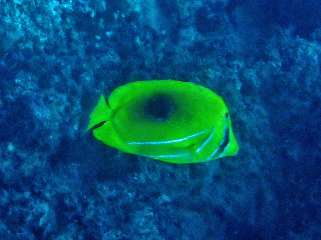 Click to View Eclipse Butterflyfish<br><span style='font-size:12px'><i>Dave & Rose</i></span>