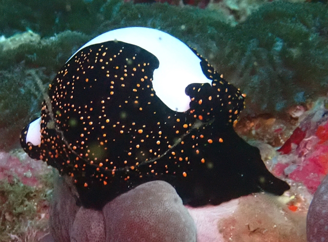 Click to View Egg Cowrie<br><span style='font-size:12px'><i>Dave & Rose</i></span>