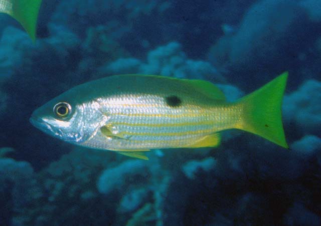 Click to View Ehrenberg's Snapper<br><span style='font-size:12px'><i>Fishbase</i></span>